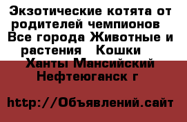  Экзотические котята от родителей чемпионов - Все города Животные и растения » Кошки   . Ханты-Мансийский,Нефтеюганск г.